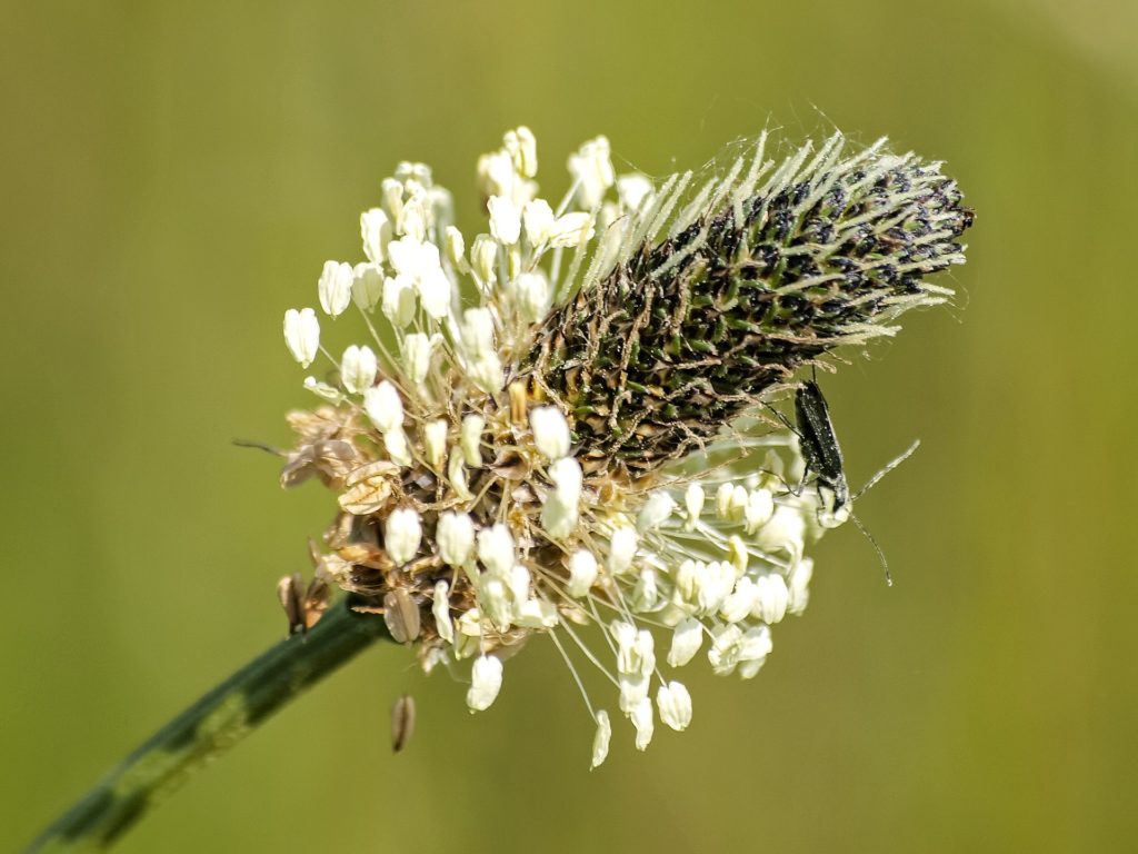 Spitzwegerich essen